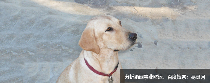 塔罗小屋：狮子座6月爱情运势~