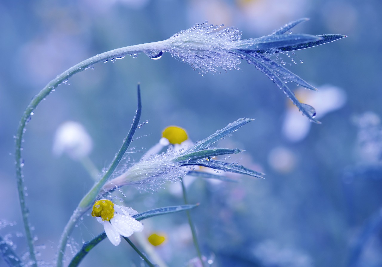 梅花风水上有什么说法 梅花风水好吗
