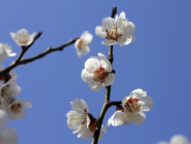 2024龙年3月份嫁娶最吉利日期 好日子一览表