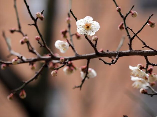 2024年3月13日是入宅最旺日子吗 老黄历查询