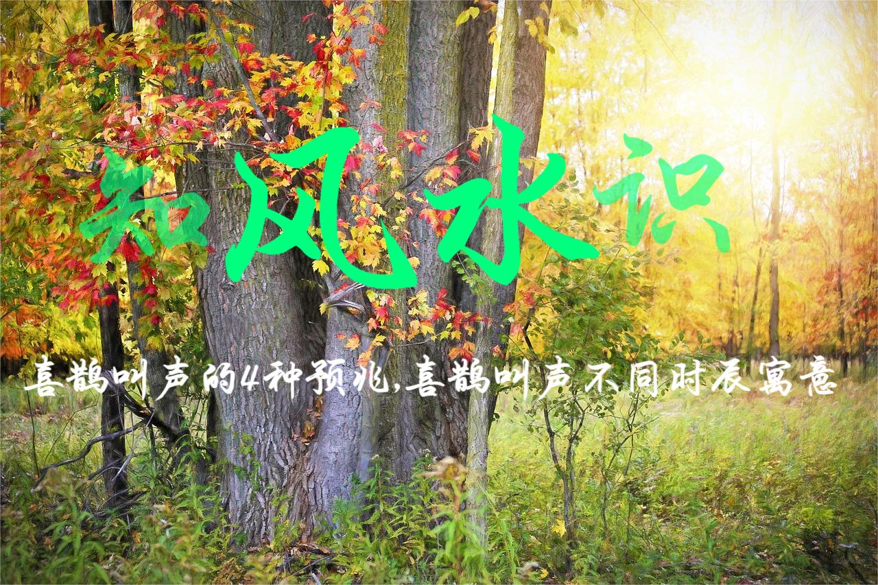 喜鹊叫声的4种预兆,喜鹊叫声不同时辰寓意