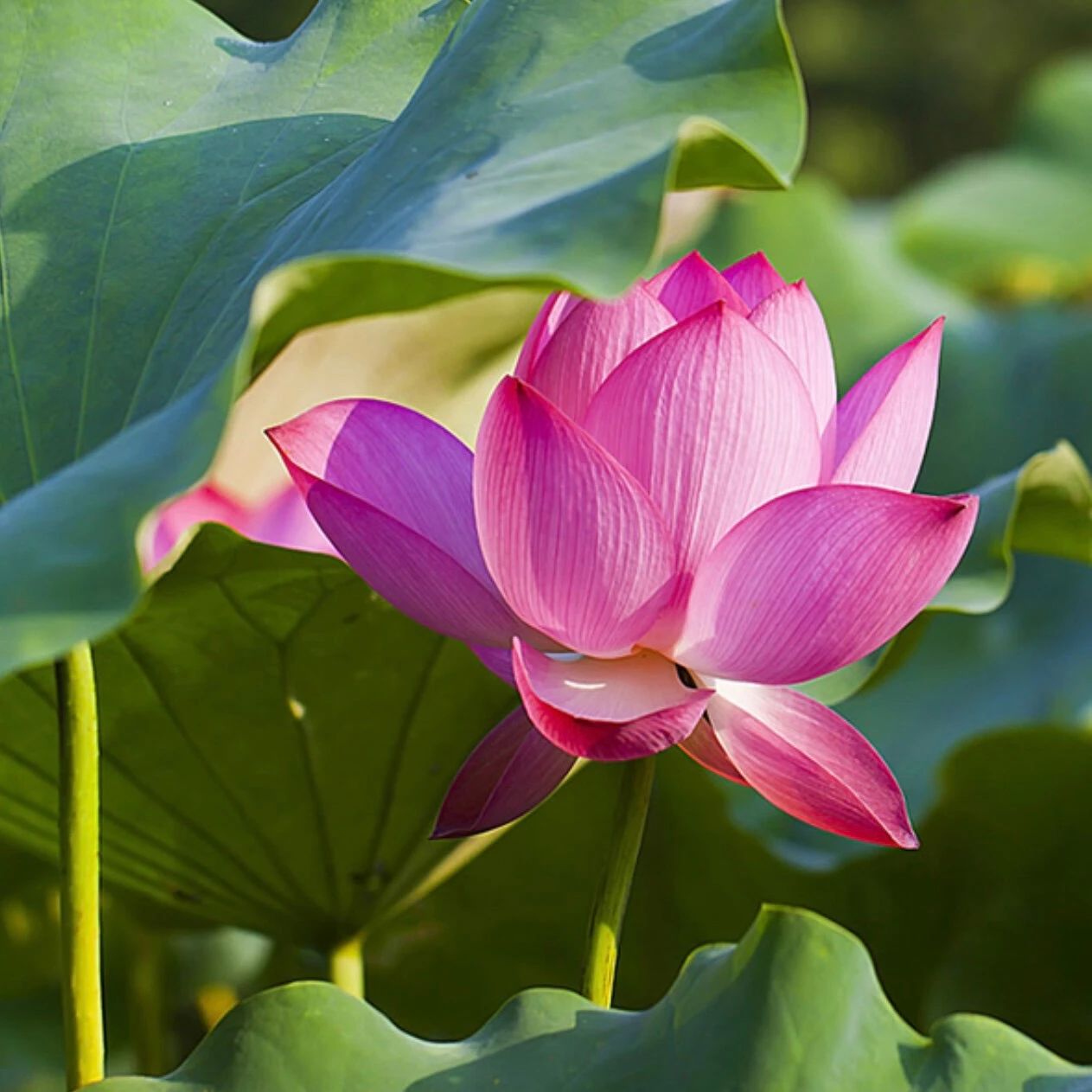 卧室窗台放什么植物风水好，如何提升卧室风水