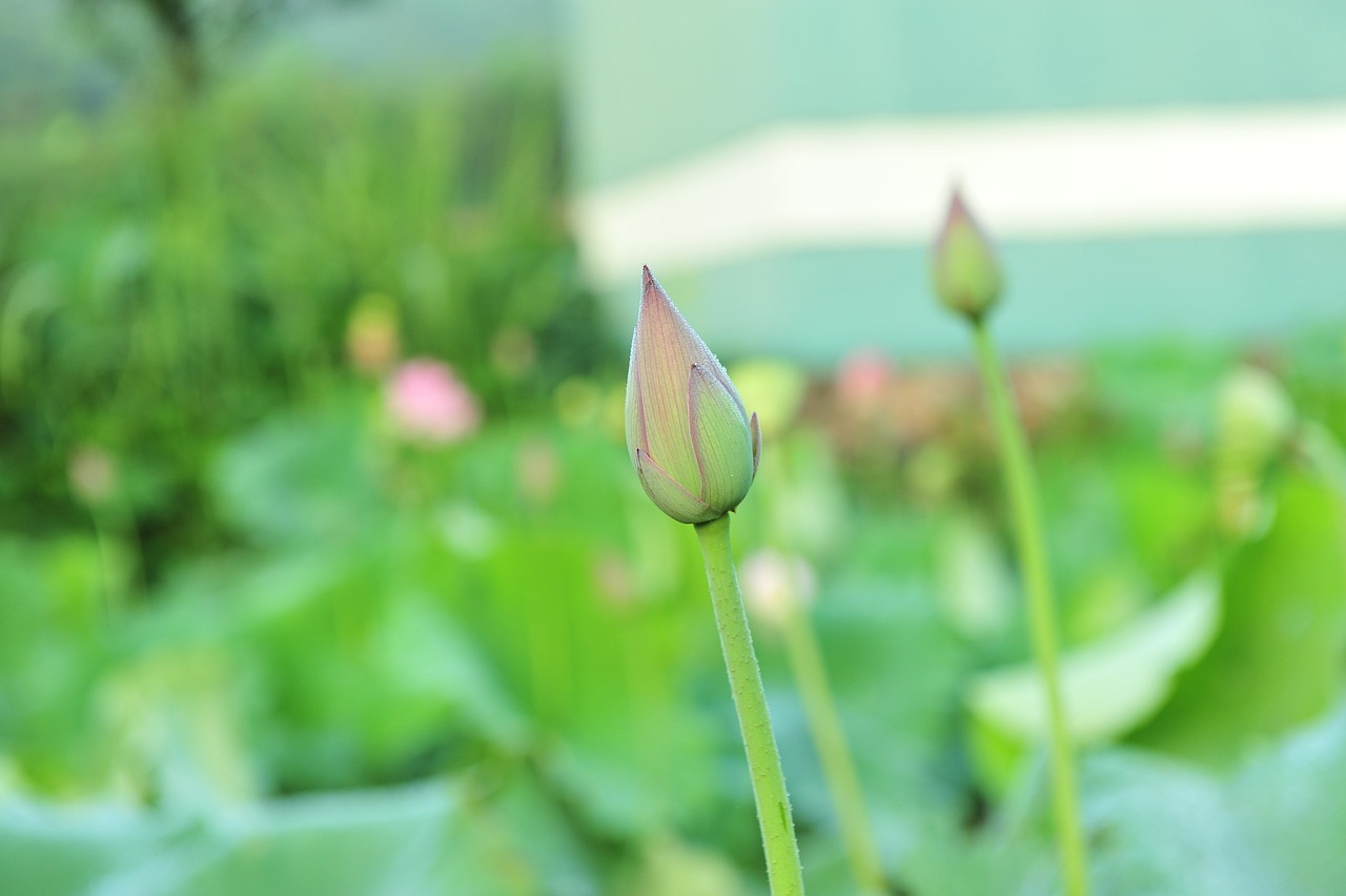 女人犯桃花劫的后果，犯桃花劫很可怕吗