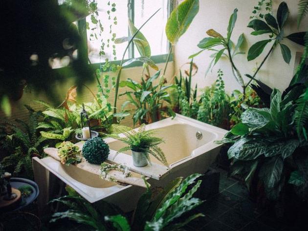 哪些植物象征招财纳福 