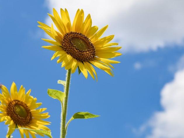 四种辟邪的动物骨头是什么？ 