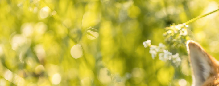 七杀多现者的前世与今生