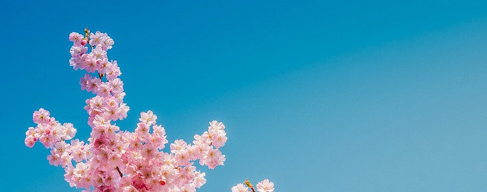 家里养植物和养动物哪个风水好