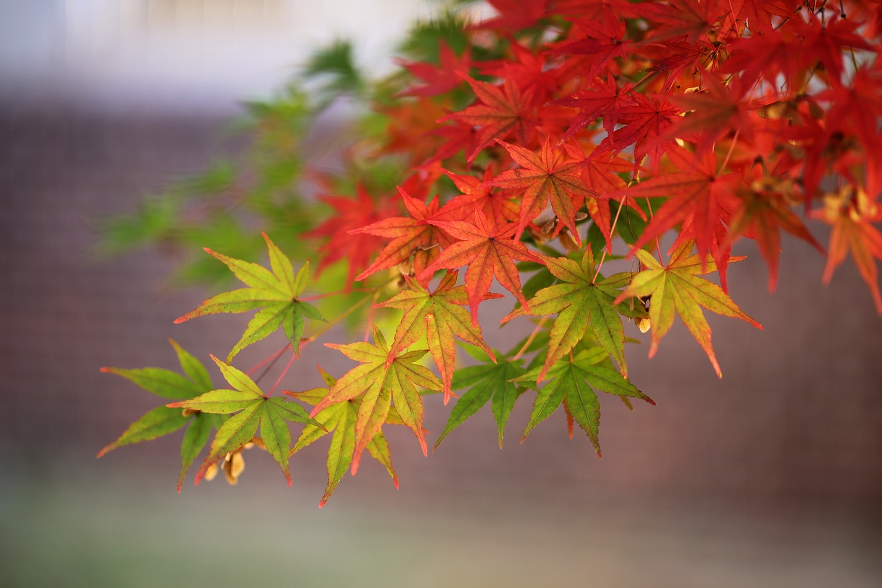 老话说“过年不穿4衣”，说的是哪4种衣服？