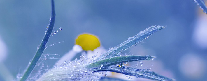 古人说“五树进宅，人穷家败”，哪五种树？细品还真有道理 